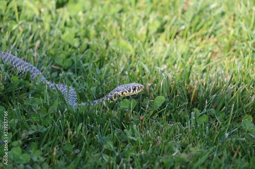 Snake crawling in grass tongue