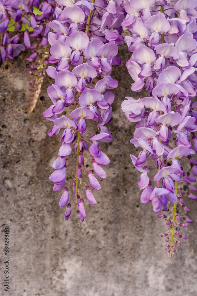 Hängende Blütentrauben der Wisteria (Blauregen) an einer Betonmauer im Frühling