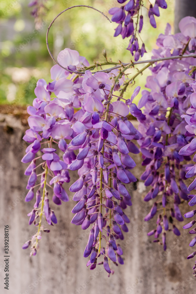 Hängende Blütentrauben der Wisteria (Blauregen) an einer Betonmauer im Frühling