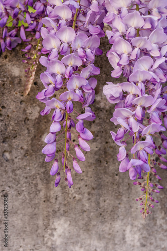 Obraz na płótnie Hängende Blütentrauben der Wisteria (Blauregen) an einer Betonmauer im Frühling w salonie