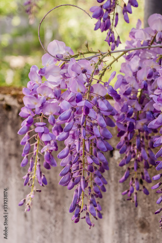 Obraz na płótnie Hängende Blütentrauben der Wisteria (Blauregen) an einer Betonmauer im Frühling w salonie
