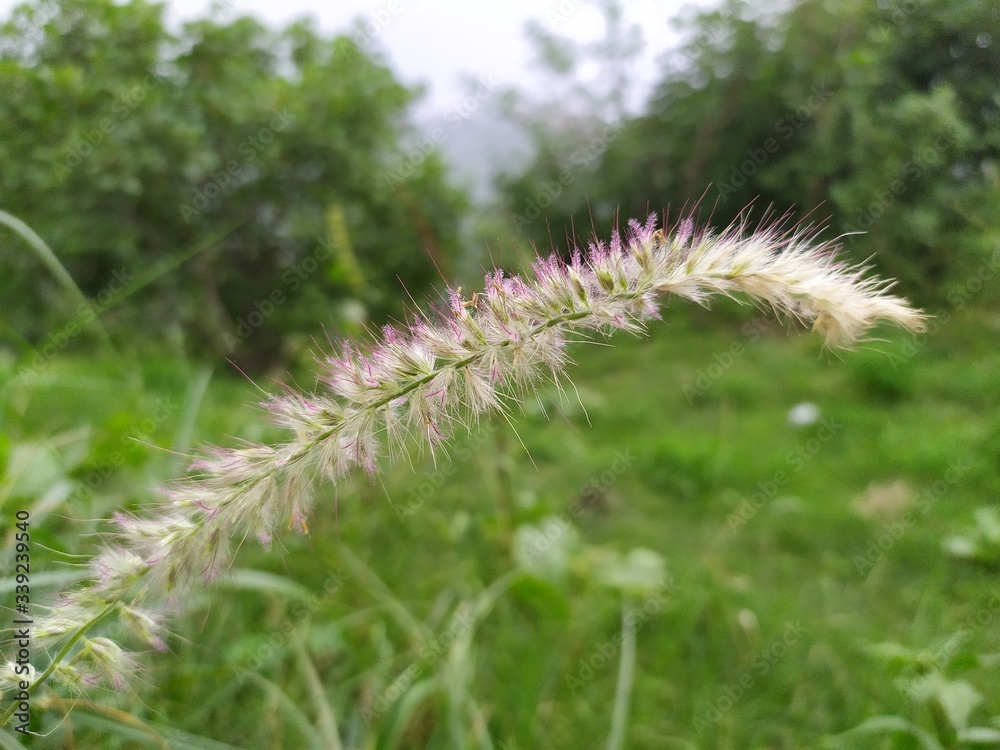 pink flowers in the grass