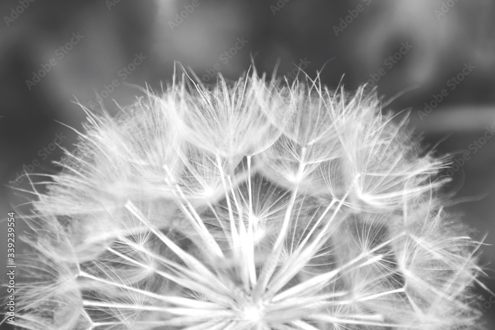 Close-up Of Dandelion Blooming Outdoors
