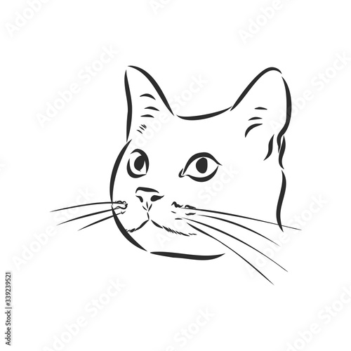 portrait of a cat, domestic cat, vector illustration of a sketch