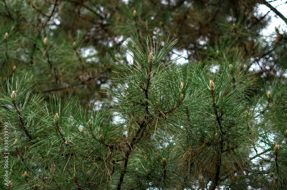Fototapeta premium Beautiful pine branches with long needles