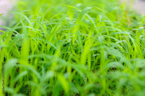 light green grass close up abstract
