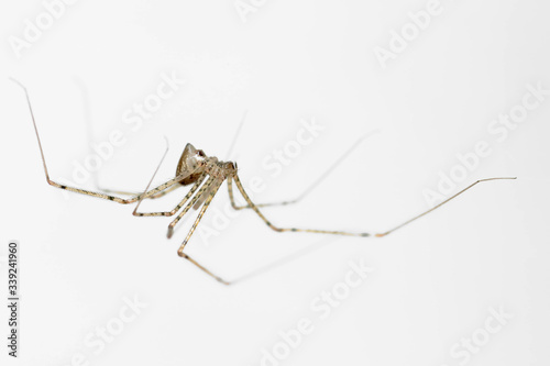Spitting spider (Scytodes globula) hung and highlighted on a white background. Huancayo-Peru