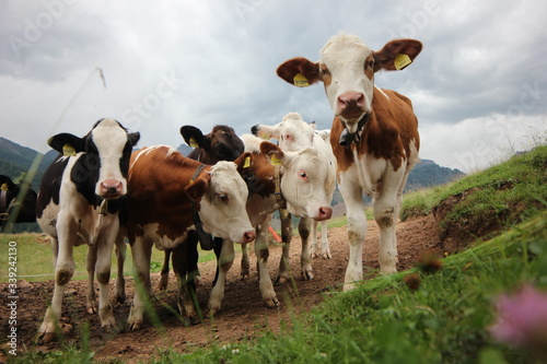 cows in a pasture © Sergio