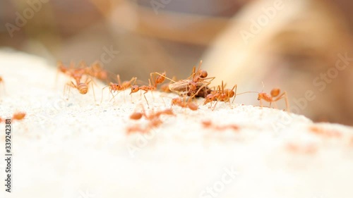 Working ants find food during the day time.