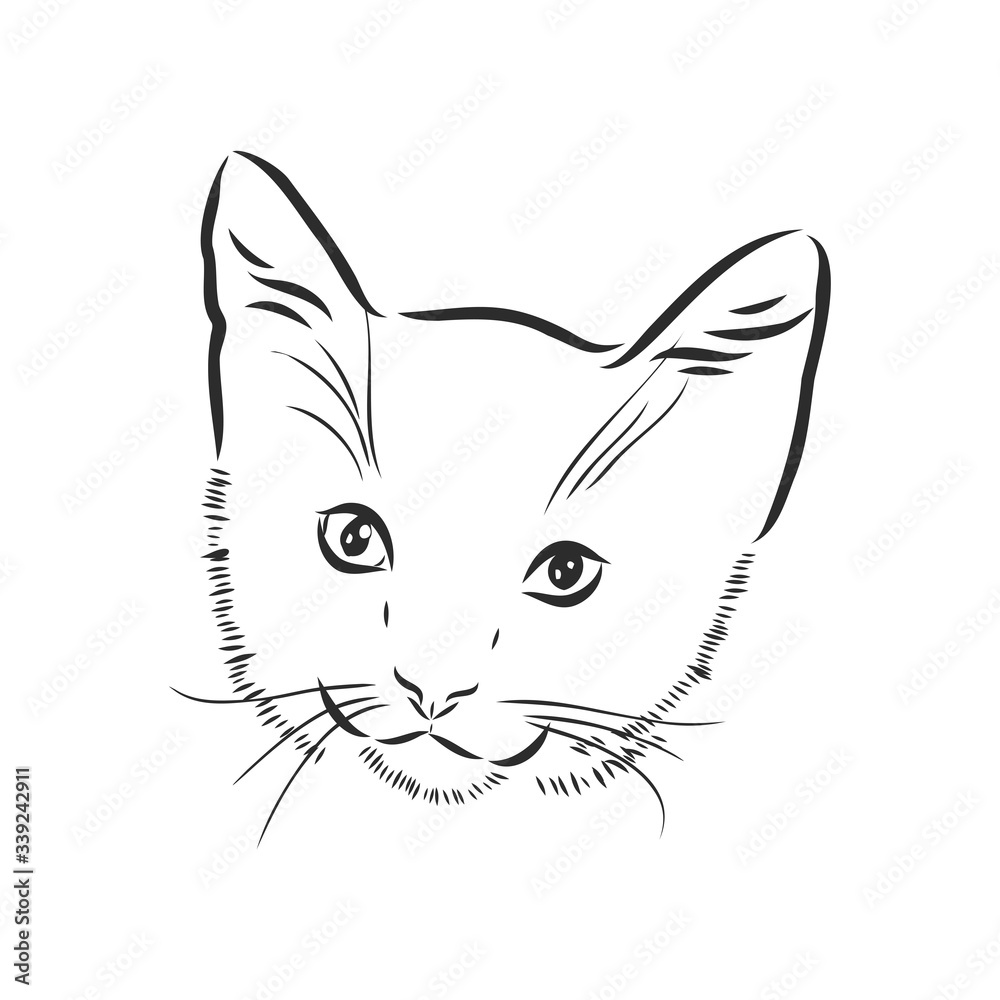 portrait of a cat, domestic cat, vector illustration of a sketch