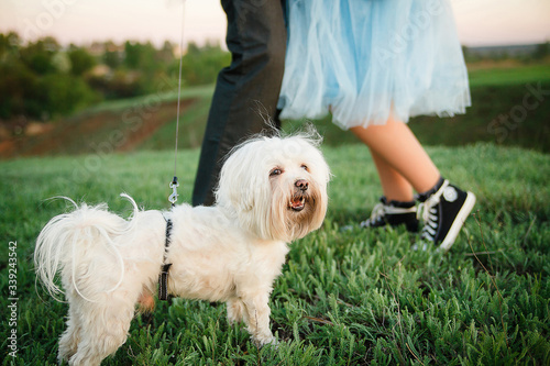 Dog on the background of the legs of a couple. Man and woman legs and white lap-dog on grass. Lovely young couple wolking in the park with their dog during summer. photo