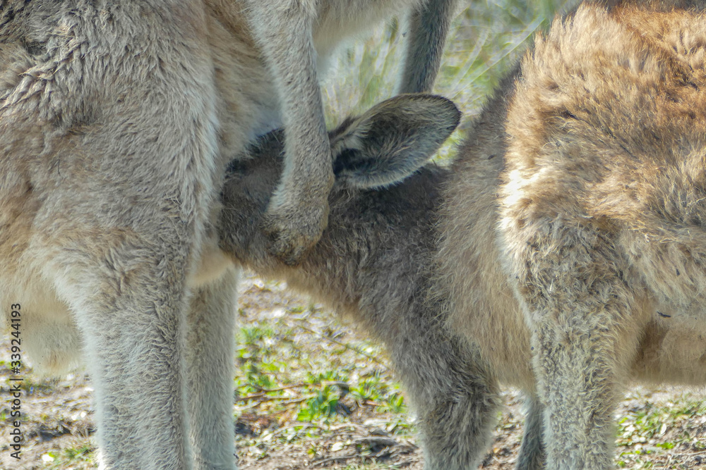 Fototapeta premium kangaroo and baby breasfeeding