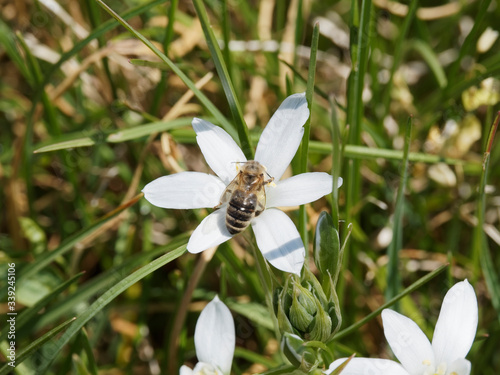 Gros plan sur une fleur étoilée d'ornithogale en ombelle (Ornithogalum umbellatum) ou dame d'onze heures visité par une abeille photo