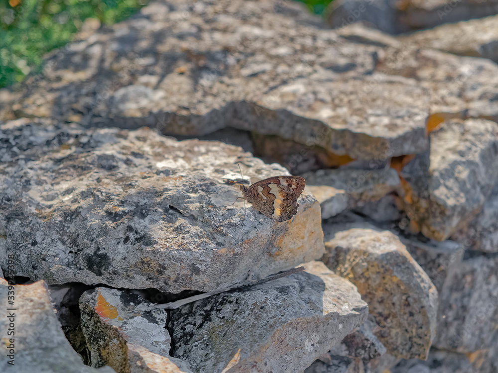 Fototapeta premium Detail of traditional drywall with butterfly as a fence of dirt road in Promina county in Croatia. Croatian drywall construction is a protected intangible cultural heritage of humanity by UNESCO.