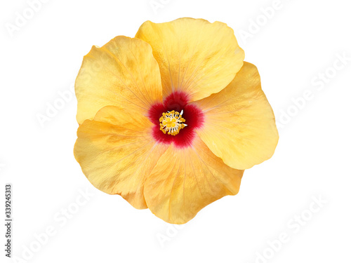 Yellow and red Hibiscus flower isolated. © Tanya