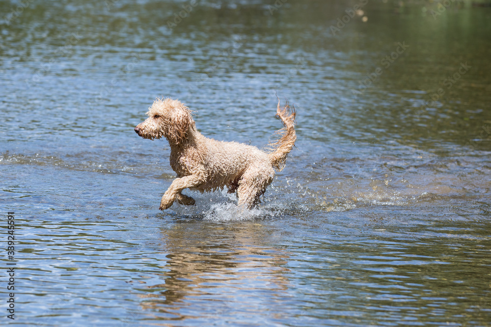 Portrait of a young poodle dog in the wild Leitha river. A happy dog is jumping into the cold water of a wild river on a sunny day, Leitha river, Austria