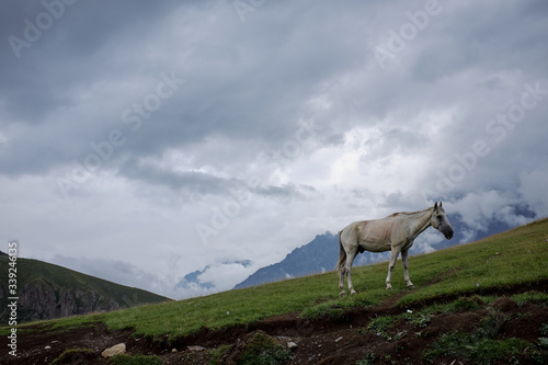 Koń na łące w Gruzińskich górach