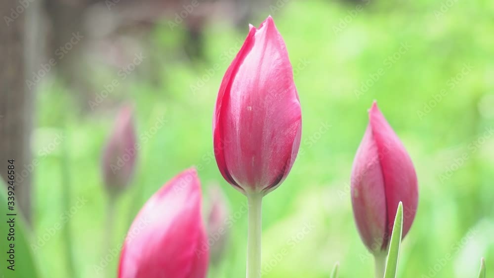 pink Tulip flowers are a selective focus. close up on blurred background. Sensual pattern of spring flowers for your design pink Tulip flowers are a selective focus. close up on blurred background. Sensual pattern of spring flowers for your design