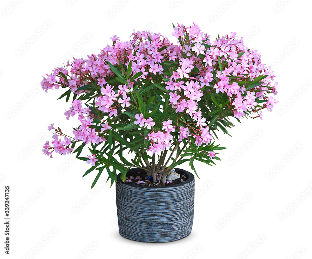 Nerium oleander Nerium oleander