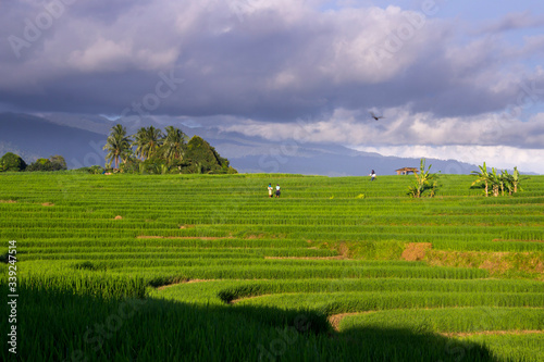 green views of rice fields and farmers during the daytime in Indonesia