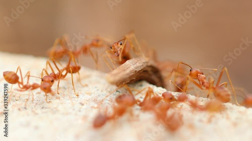 Working ants find food during the day time.