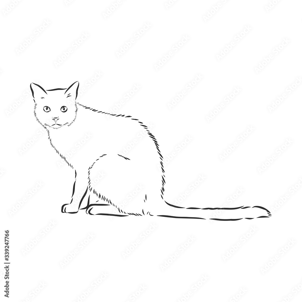 domestic cat, realistic vector sketch illustration, the sign of the cat domestic cat, realistic vector sketch illustration, the sign of the cat