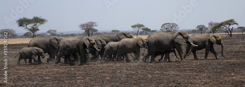 ELEFANTI IN FILA TANZANIA - ELEPHANTS IN A TANZANIA ROW photo