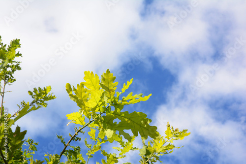 Beautiful green leaves of a young oak tree with the blue sky in the background.