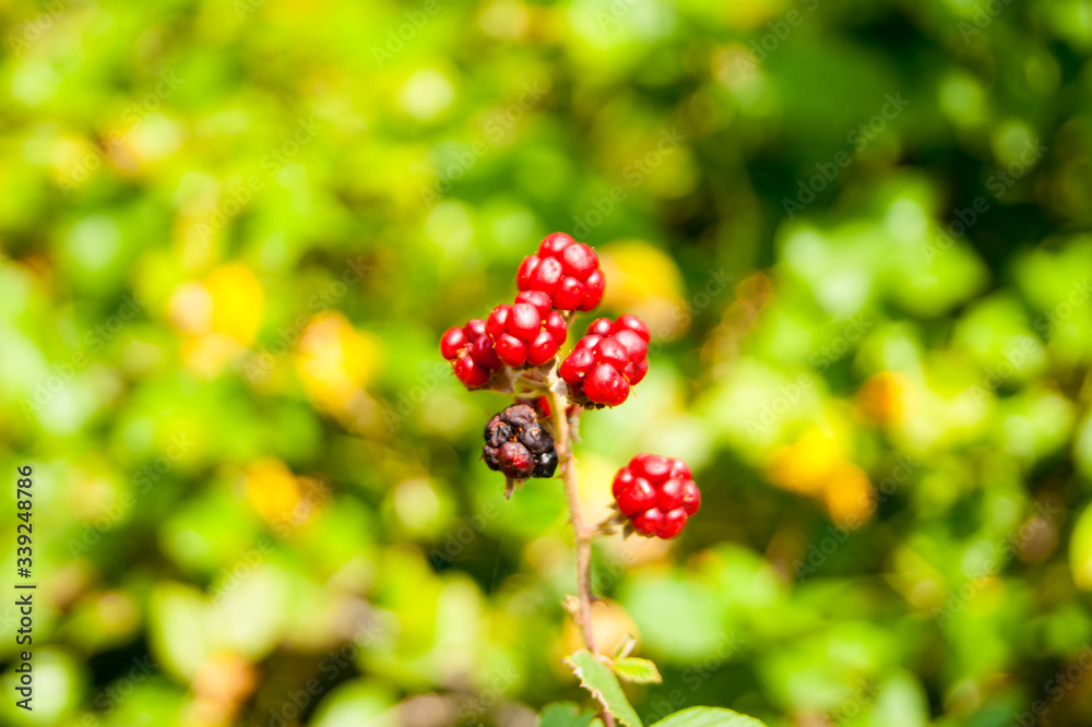 Red underripe blackberries on the bush. The berries are on a branch. Red underripe blackberries on the bush. The berries are on a branch.