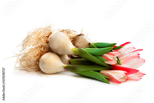 Group of pink dwarf tulips with flower and roots isolated on white