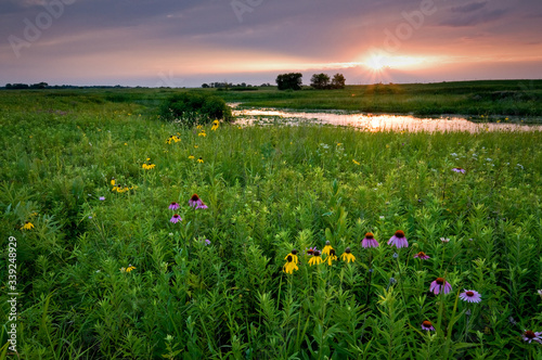 Fototapeta Naklejka Na Ścianę i Meble -  Clearing storm clouds at sunset over a prairie landscape of blooming native wildflowers.
