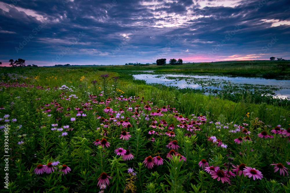 Clearing storm clouds at sunset over a prairie landscape of blooming native wildflowers.