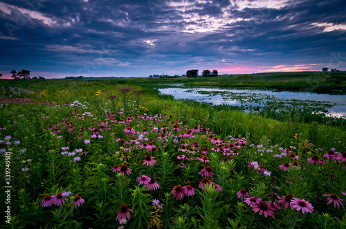 Fototapeta Naklejka Na Ścianę i Meble -  Clearing storm clouds at sunset over a prairie landscape of blooming native wildflowers.