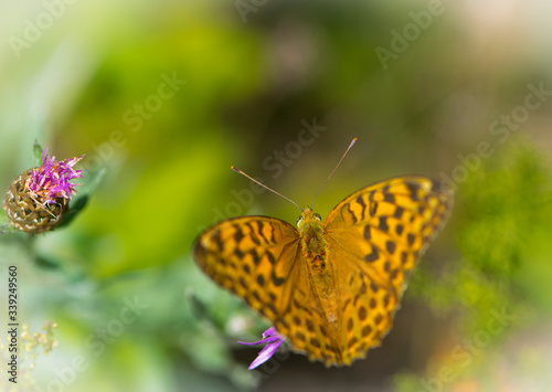 orange butterfly sits on green grass