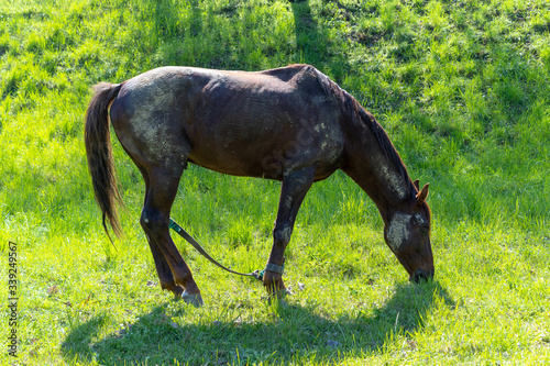 Horse eats grass in the meadow © Nariman