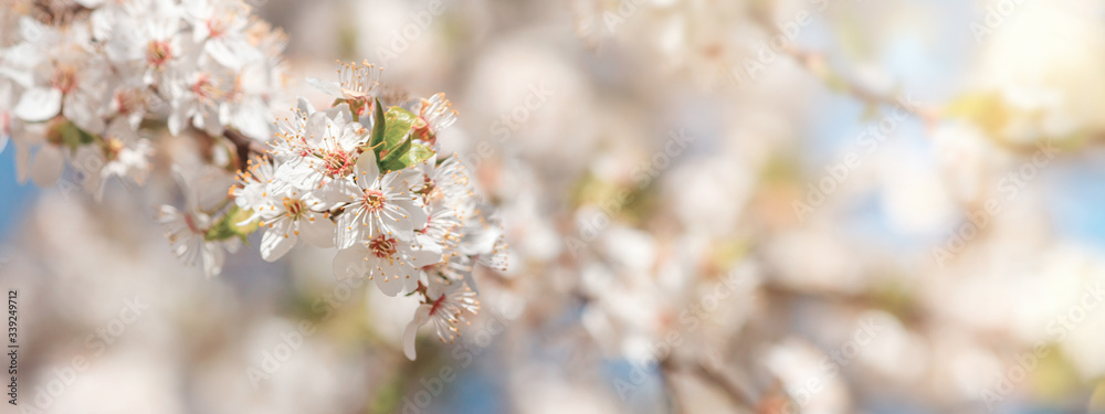 Spring background, panorama, banner - flowers of apple tree on the background of a blooming garden, closeup with space for text Spring background, panorama, banner - flowers of apple tree on the background of a blooming garden, closeup with space for text