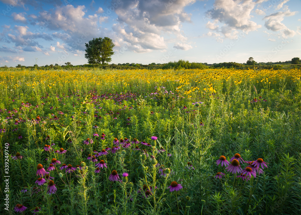 Prairie wildflowers glow in the light of a setting sun.