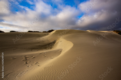 View of the sand dunes near Wharariki Beach at Nelson  New Zealand