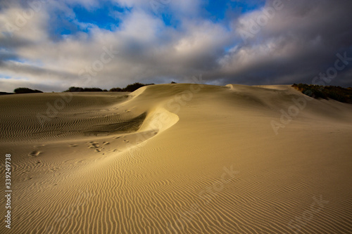 View of the sand dunes near Wharariki Beach at Nelson  New Zealand
