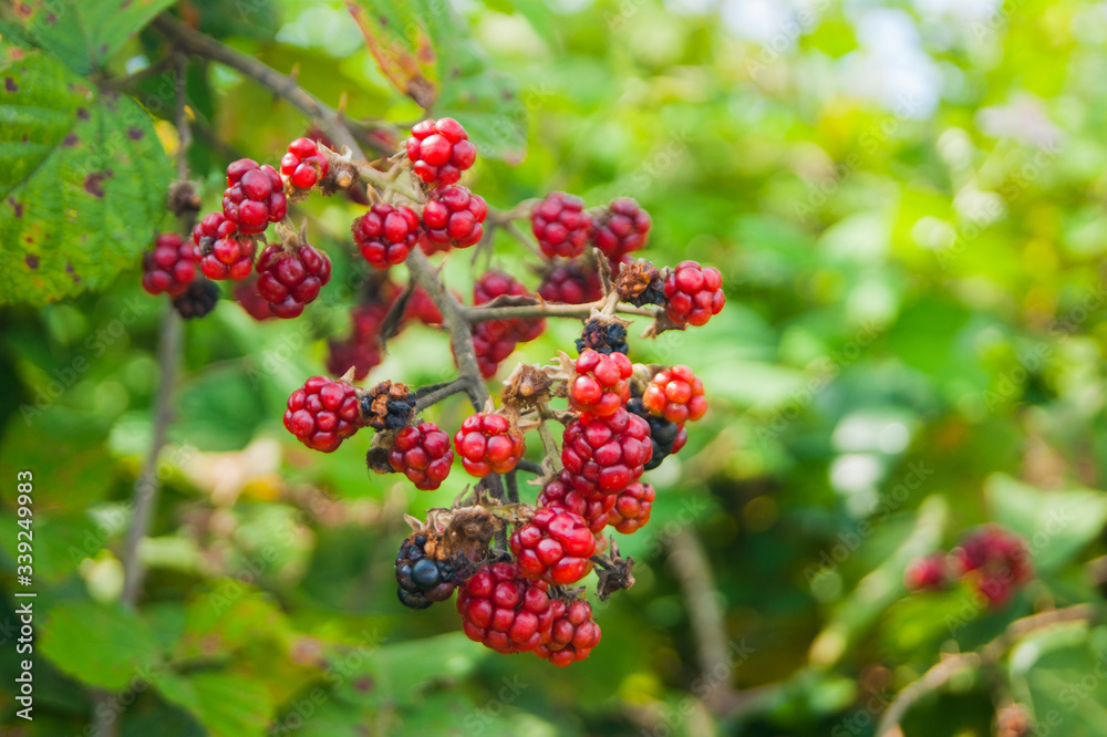 Red underripe blackberries on the bush. The berries are on a branch. Red underripe blackberries on the bush. The berries are on a branch.