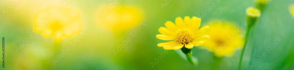 Nature of flower in garden using as cover page background natural flora wallpaper or template brochure landing page design Nature of flower in garden using as cover page background natural flora wallpaper or template brochure landing page design