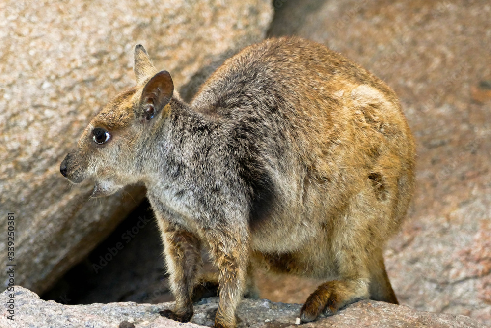 Surprised rock wallaby, Magnetic Island, Australia Surprised rock wallaby, Magnetic Island, Australia