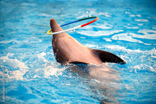 The dolphin show play with hula hoop