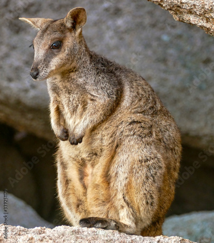 Rock wallaby, Magnetic Island, Australia