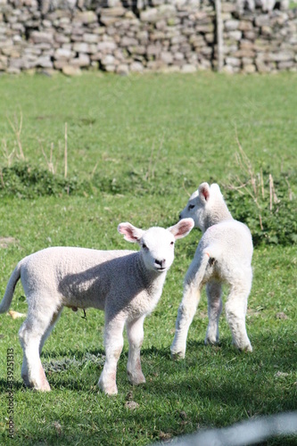 two little lambs