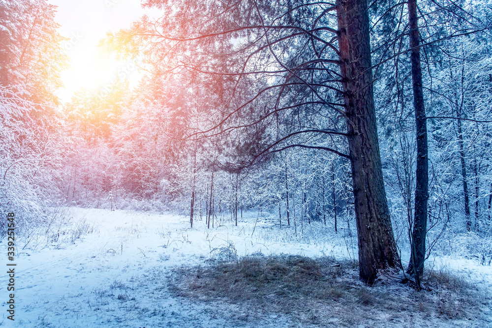Fototapeta Piękny zimowy krajobraz z pokrytymi śniegiem drzewami w słoneczny dzień.