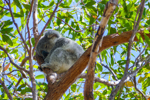 Fototapeta Naklejka Na Ścianę i Meble -  Koala sleeping in a tree, Magnetic Island, Australia