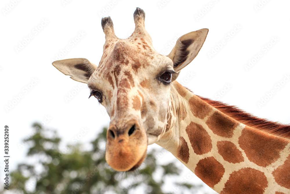 face of giraffe in portrait style