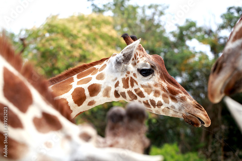 Canvas Print face of giraffe in portrait style