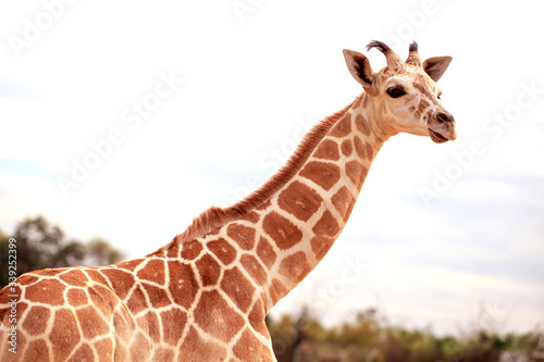 Giraffe is standing in safari